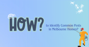 How to Identify Common Pests in Melbourne Homes