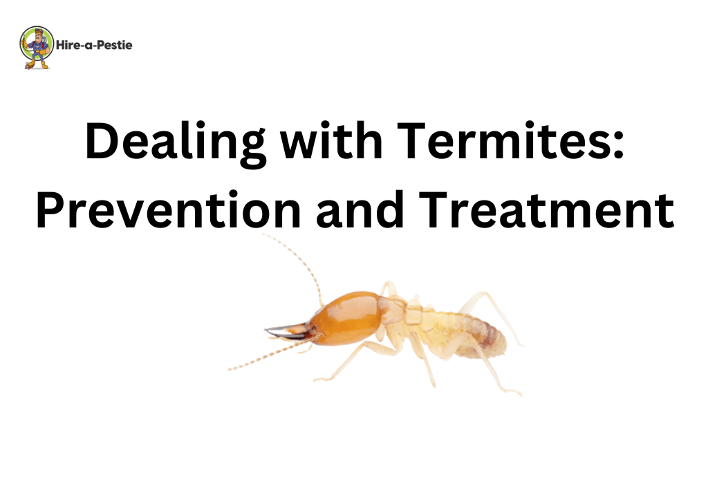 Dealing with Termites