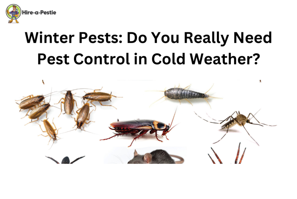 Winter Pests